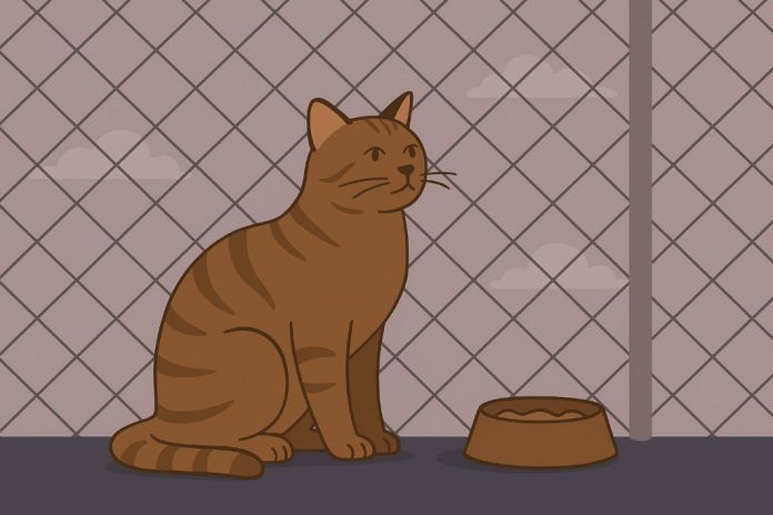 Кошка на балконе: почему сетка — не роскошь, а необходимость