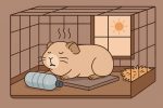 Морская свинка и жара: чем грозит перегрев и как его избежать