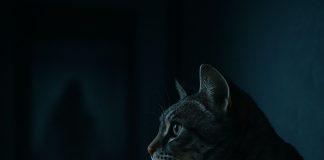 Почему кошки видят то, что скрыто от человека