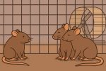 Почему нельзя держать крысу одну — и как одиночество влияет на здоровье