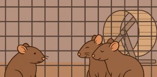 Почему нельзя держать крысу одну — и как одиночество влияет на здоровье