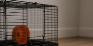 Почему нельзя оставлять маленьких грызунов без присмотра — даже в клетке