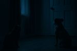 Почему домашние питомцы иногда ведут себя «странно» ночью