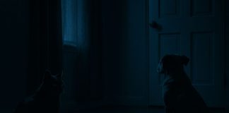 Почему домашние питомцы иногда ведут себя «странно» ночью