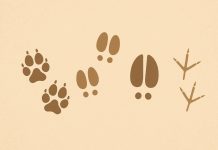 Кто оставил следы? Угадай животное