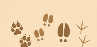 Кто оставил следы? Угадай животное Кто оставил следы? Угадай животное