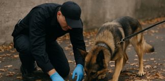 Почему собаки умеют находить преступников по запаху