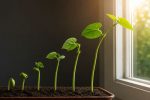 Почему растения тянутся к свету? Почему растения тянутся к свету?