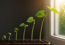 Почему растения тянутся к свету? Почему растения тянутся к свету?