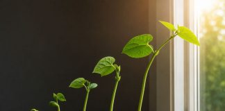 Почему растения тянутся к свету?