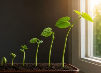 Почему растения тянутся к свету?
