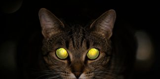 Почему у кошек светятся глаза в темноте?