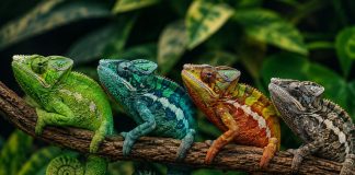 Почему хамелеоны меняют цвет