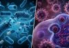 Почему антибиотики не действуют на вирусы?