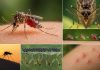 Почему комары кусают людей?