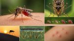 Почему комары кусают людей?