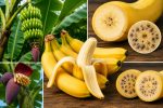 Почему банан считается ягодой? Почему банан считается ягодой?